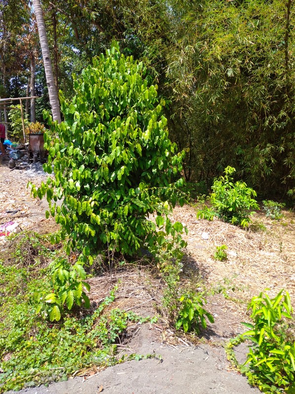 Tanah Strategis 2000 Meter Persegi Dekat Ringroad & Pasar Buah, Ambarketawang, Gamping, Sleman