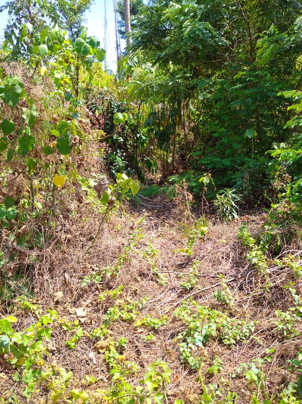 Tanah Strategis 2000 Meter Persegi Dekat Ringroad & Pasar Buah, Ambarketawang, Gamping, Sleman