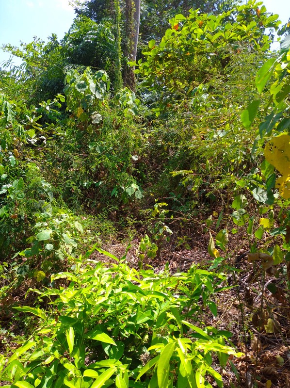 Tanah Strategis 2000 Meter Persegi Dekat Ringroad & Pasar Buah, Ambarketawang, Gamping, Sleman