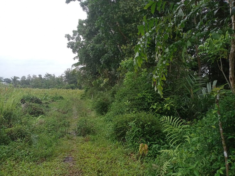 Tanah Strategis 7.124 Meter Di Zona Industri Tempuran Hanya150 Meter Dari Jalan Raya Utama Magelang - Purworejo, Tempuran Magelang