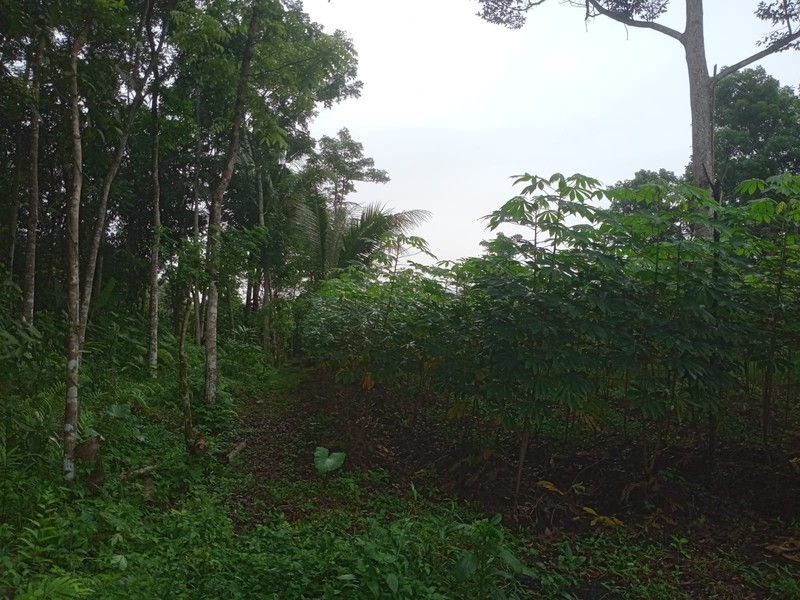 Tanah Strategis 7.124 Meter Di Zona Industri Tempuran Hanya150 Meter Dari Jalan Raya Utama Magelang - Purworejo, Tempuran Magelang