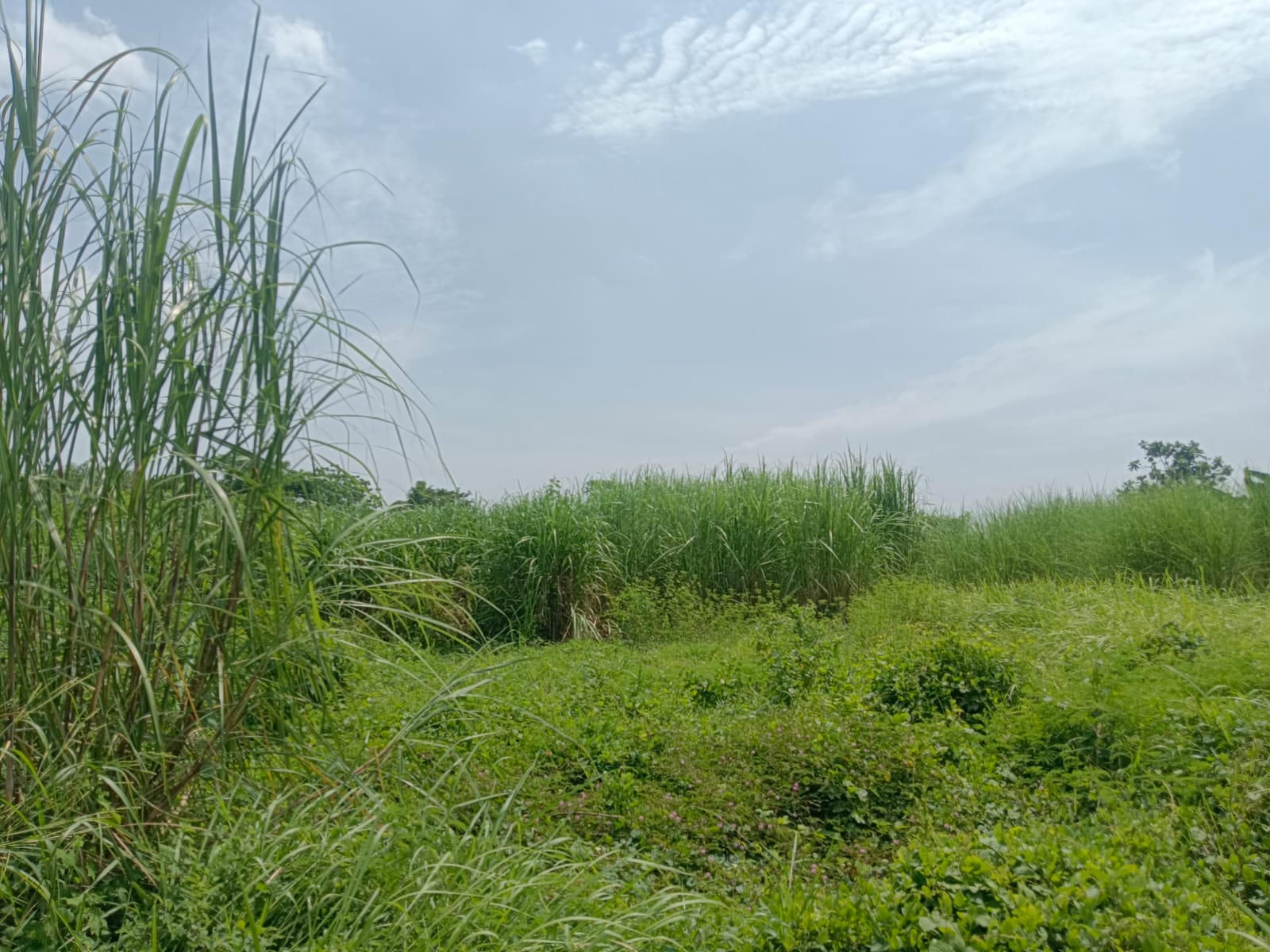 Jual Lelang Gudang Bekas Pabrik di Sidoarjo Sukodono