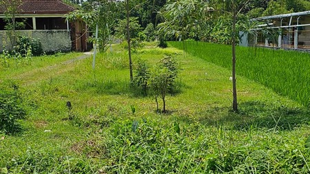 Tanah Sawah Strategis 562 Meter Persegi Lokasi Asri Dengan Investasi Menjanjikan, Sumber Kidul, Berbah, Sleman