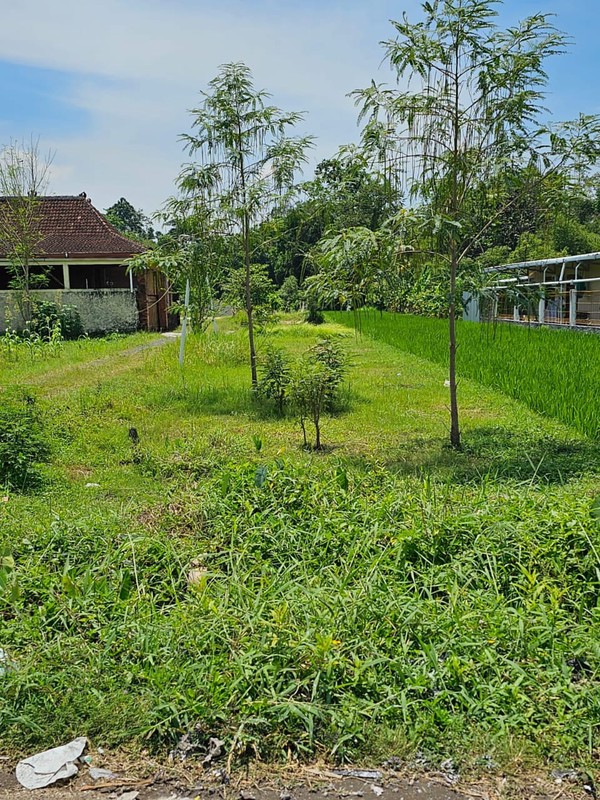 Tanah Sawah Strategis 562 Meter Persegi Lokasi Asri Dengan Investasi Menjanjikan, Sumber Kidul, Berbah, Sleman