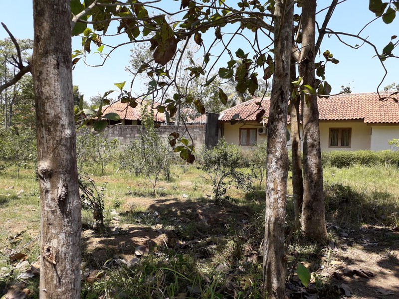 TANAH 11.800 METER BONUS BANGUNAN KLASIK, KUTOARJO, PURWOREJO