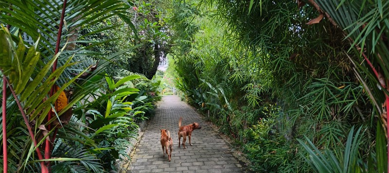 LEASEHOLD - FOR SALE of A Fully-Furnished Modern Serene Designer Villa with Ecletic Interior Design in Buwit, Tabanan - BALI