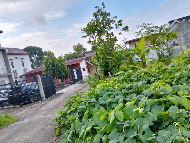 Disewakan Tanah Luas 200 Meter Persegi - Dekat Kampus UII Sardonoharjo Ngaglik Sleman