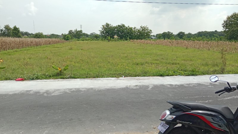 Disewakan Tanah Sawah Cocok Untuk Usaha - Lokasi Strategis di Sekarsuli Klaten 