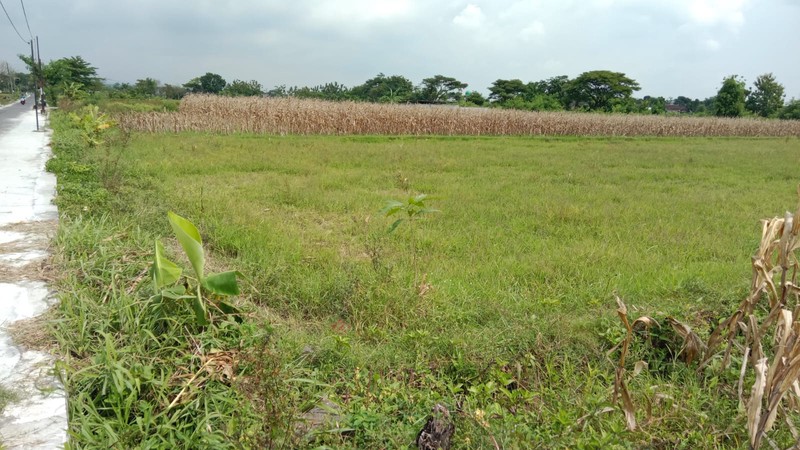 Disewakan Tanah Sawah Cocok Untuk Usaha - Lokasi Strategis di Sekarsuli Klaten 