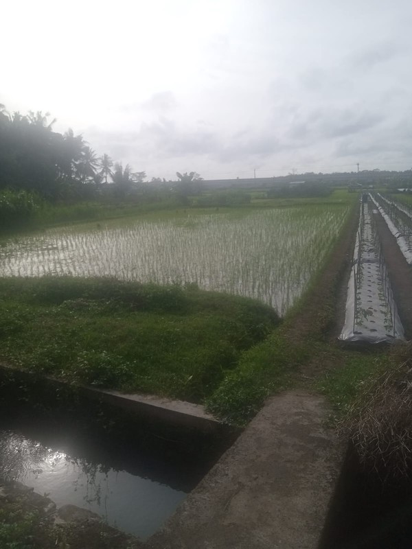 Dijual Tanah Sawah Strategis 595 Meter Persegi, Hanya 5 Menit ke Bandara YIA di Temon, Kulon Progo