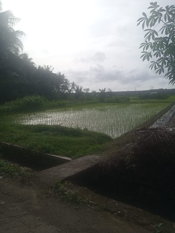 Dijual Tanah Sawah Strategis 595 Meter Persegi, Hanya 5 Menit ke Bandara YIA di Temon, Kulon Progo