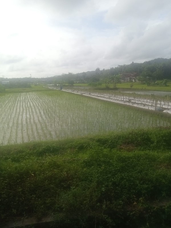Dijual Tanah Sawah Strategis 595 Meter Persegi, Hanya 5 Menit ke Bandara YIA di Temon, Kulon Progo