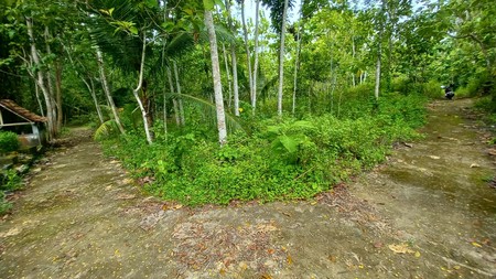 Tanag Pekarangan Luas 1511 Meter Persegi Lokasi Strategis di Bambang Lipuro - Bantul 