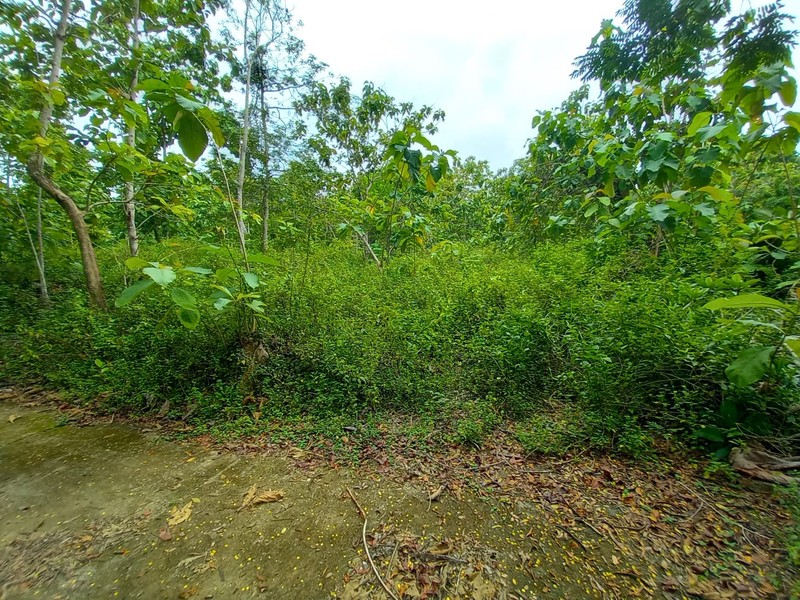 Tanag Pekarangan Luas 1511 Meter Persegi Lokasi Strategis di Bambang Lipuro - Bantul 