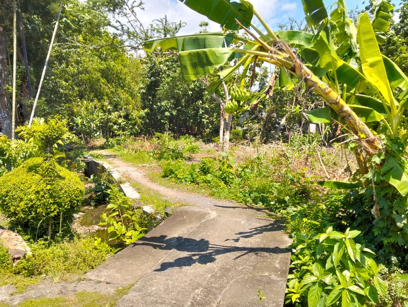 Disewakan Tanah Luas 1000 Meter Persegi Cocok untuk Usaha/Investasi di Bangunjiwo, Kasihan, Bantul