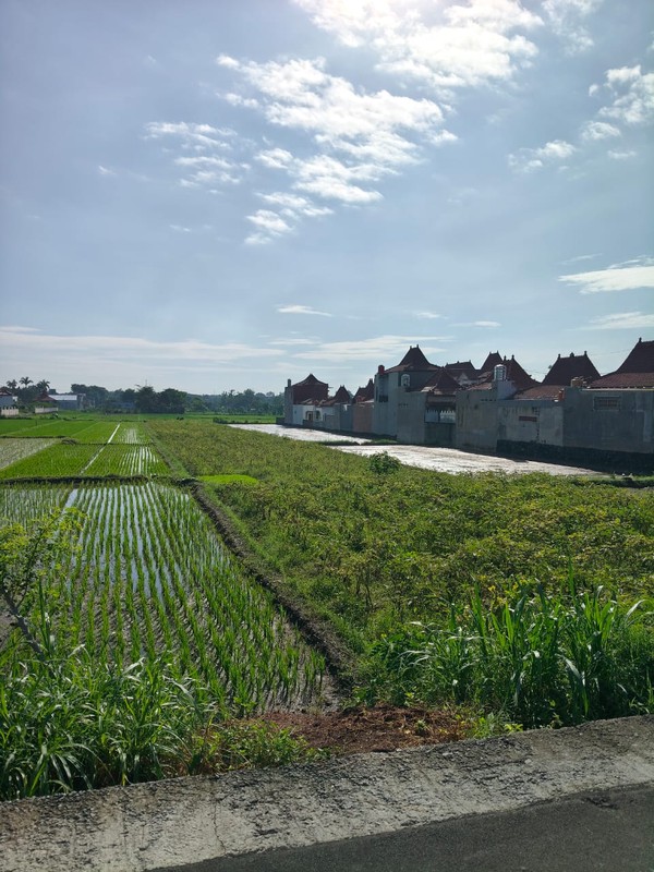 Dijual/Disewakan Tanah Strategis 2.020 Meter Persegi 2 Muka, Cocok untuk Perumahan & Resto di Prambanan, Klaten
