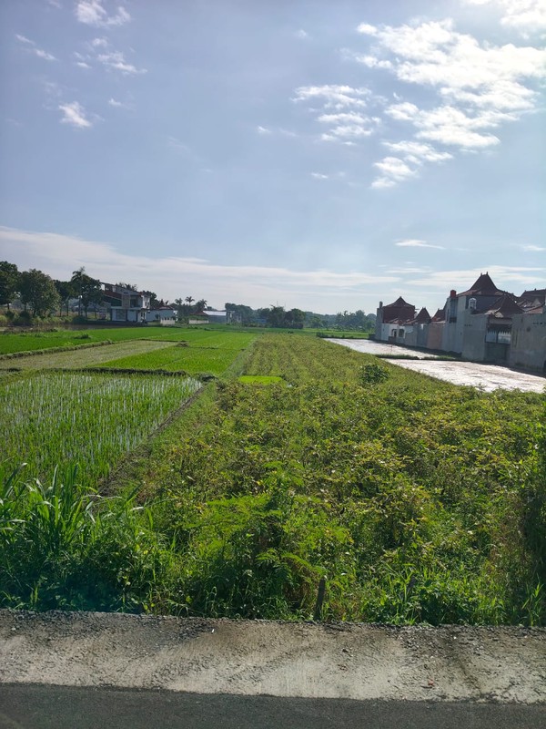 Dijual/Disewakan Tanah Strategis 2.020 Meter Persegi 2 Muka, Cocok untuk Perumahan & Resto di Prambanan, Klaten