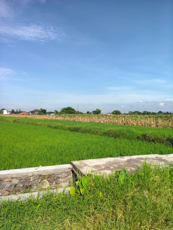 Dijual/Disewakan Tanah 2.520 Meter Persegi Cocok untuk Investasi Jangka Panjang, Bugisa, Prambanan, Klaten