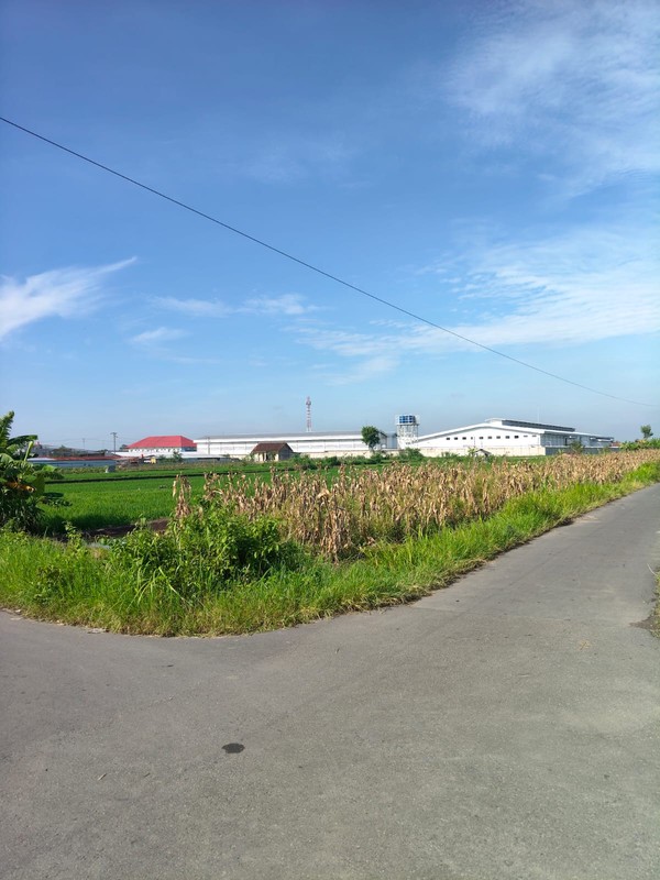 Dijual/Disewakan Tanah 2.520 Meter Persegi Cocok untuk Investasi Jangka Panjang, Bugisa, Prambanan, Klaten