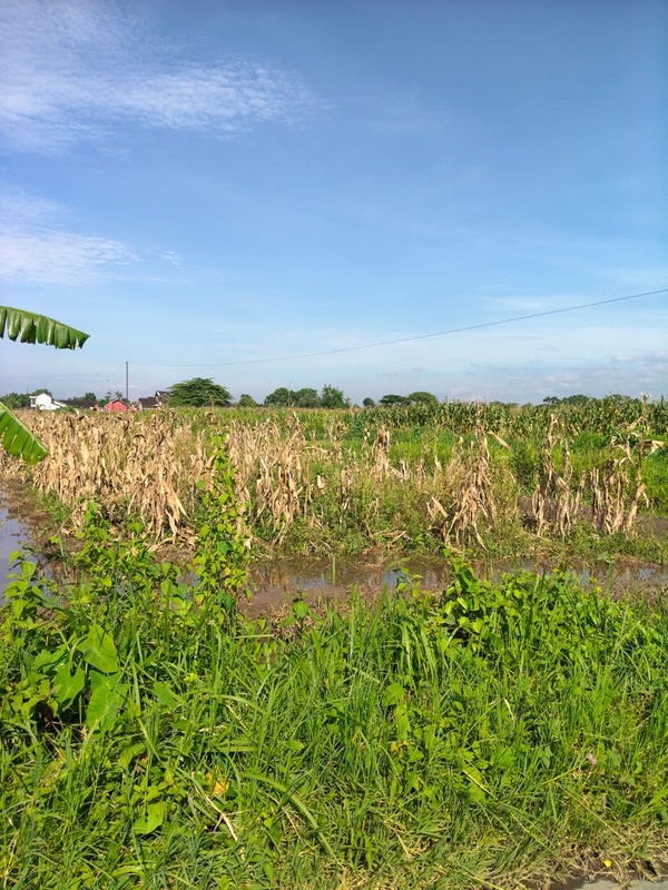 Dijual/Disewakan Tanah 2.520 Meter Persegi Cocok untuk Investasi Jangka Panjang, Bugisa, Prambanan, Klaten
