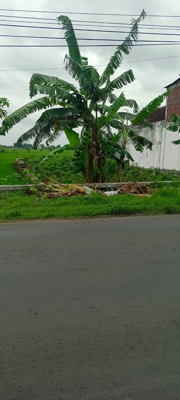 Jual Tanah di Raya Balongpanggang Gresik Lokasi Pinggir Jalan Utama, Cocok untuk Usaha!