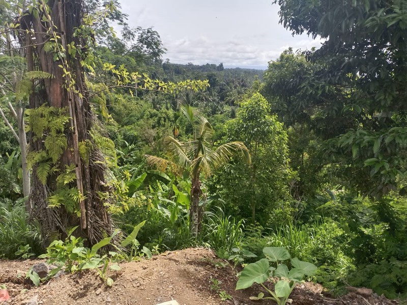 Land Freehold Discover Your Slice of Paradise at Buahan, Payangan, Ubud Bali