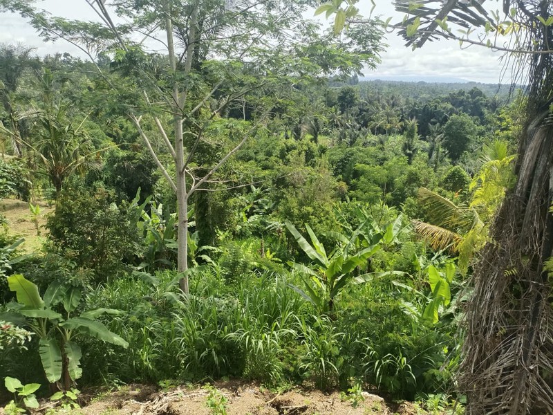  Land Freehold Discover Your Slice of Paradise at Buahan, Payangan, Ubud Bali