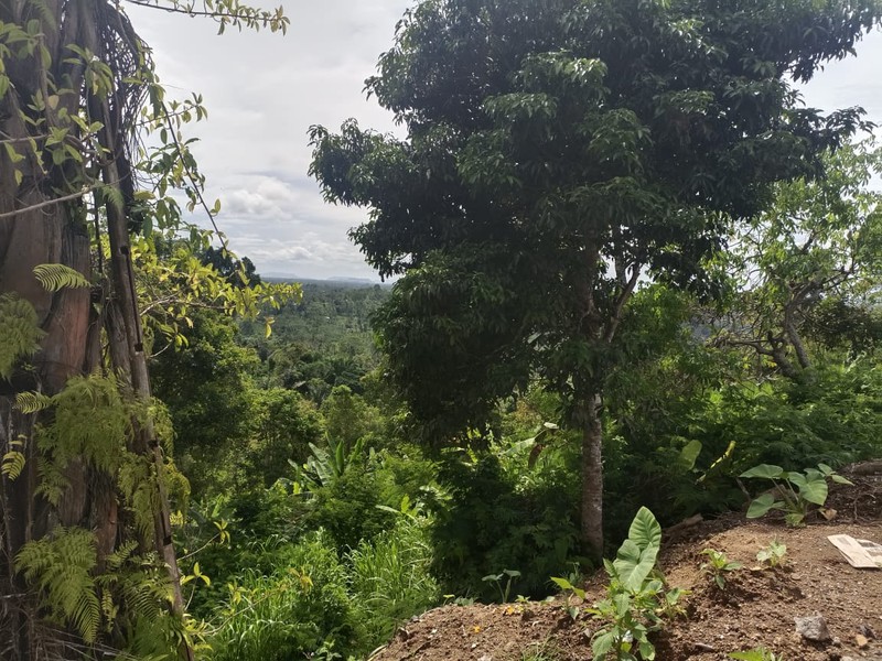  Land Freehold Discover Your Slice of Paradise at Buahan, Payangan, Ubud Bali