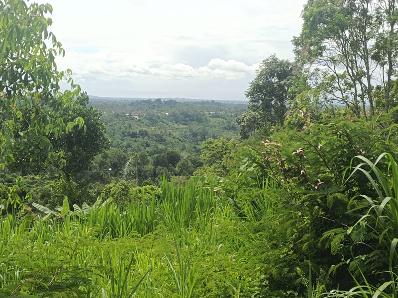  Land Freehold Discover Your Slice of Paradise at Buahan, Payangan, Ubud Bali