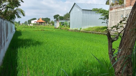 Disewakan Tanah Strategis Area Wisata Dekat Candi Plaosan, Bugisan, Prambanan, Klaten 