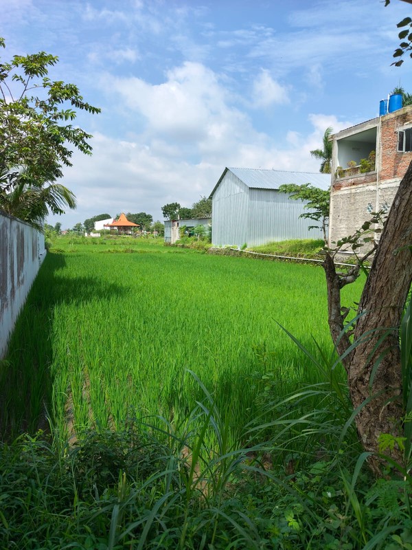 Disewakan Tanah Strategis Area Wisata Dekat Candi Plaosan, Bugisan, Prambanan, Klaten 