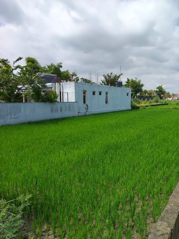 Disewakan Tanah Strategis Area Wisata Dekat Candi Plaosan, Bugisan, Prambanan, Klaten 