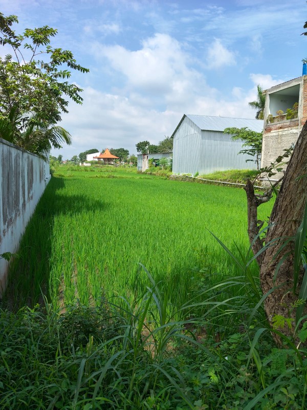 Disewakan Tanah Strategis Area Wisata Dekat Candi Plaosan, Bugisan, Prambanan, Klaten 