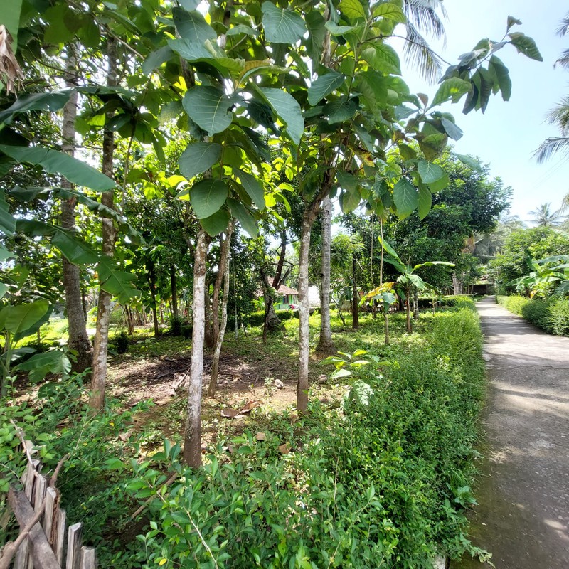 Dijual Tanah Pekarangan Luas 1170 Meter Persegi Lokasi Strategis di Pangen Rejo - Purworejo