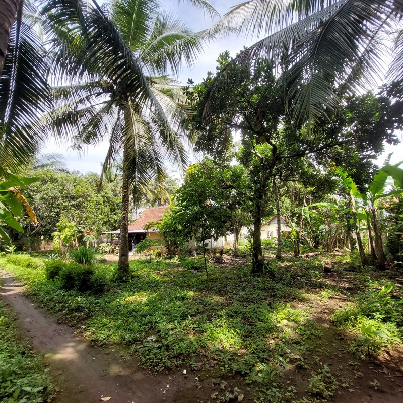 Dijual Tanah Pekarangan Luas 1170 Meter Persegi Lokasi Strategis di Pangen Rejo - Purworejo