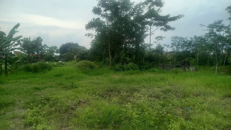 Dijual Tanah Luas 2.146 Meter Persegi, Lokasi Asri di Sidokarto, Godean