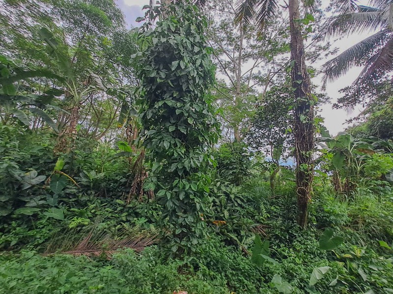 Tanah strategis dekat Cibeuteung Udik Ciseeng Bogor akses Ciputat