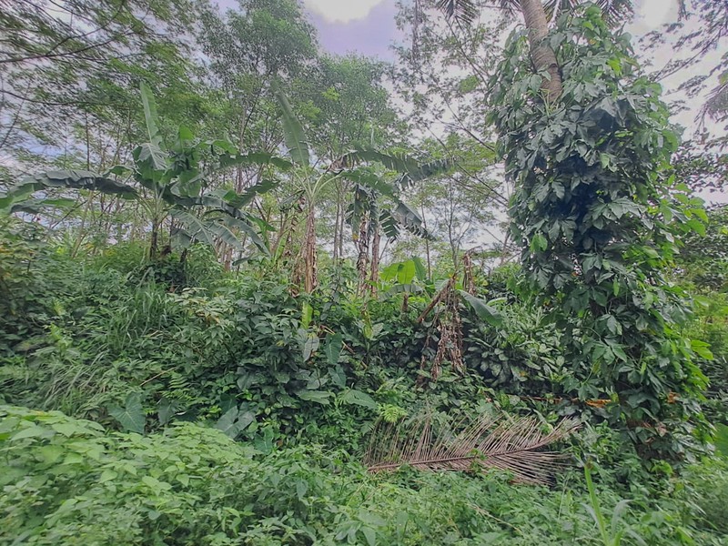 Tanah strategis dekat Cibeuteung Udik Ciseeng Bogor akses Ciputat