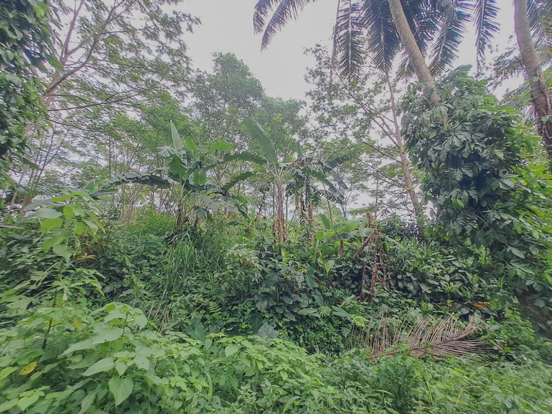 Tanah strategis dekat Cibeuteung Udik Ciseeng Bogor akses Ciputat