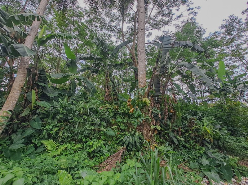 Tanah strategis dekat Cibeuteung Udik Ciseeng Bogor akses Ciputat