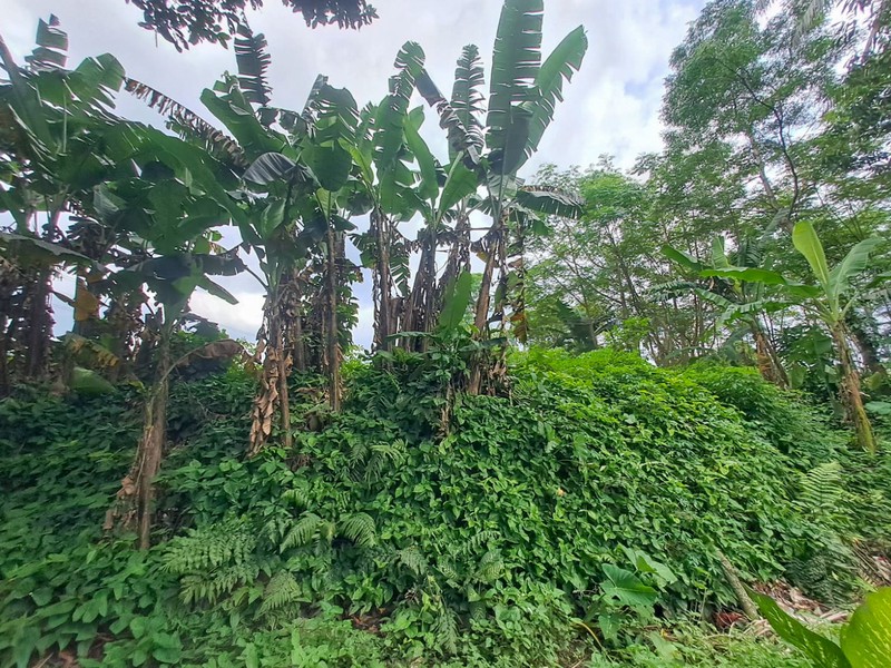 Tanah strategis dekat Cibeuteung Udik Ciseeng Bogor akses Ciputat