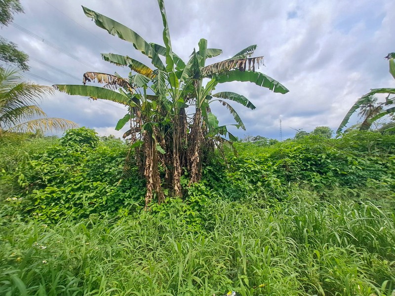 Tanah strategis dekat Cibeuteung Udik Ciseeng Bogor akses Ciputat