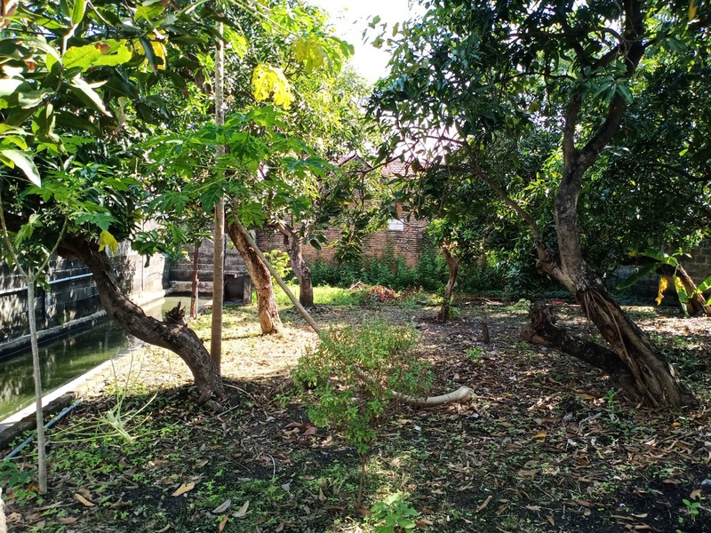 Rumah & Lahan Luas Cemandi Sedati LT 905 m², Tenang & Bebas Banjir