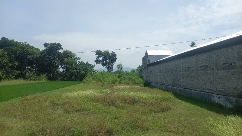 Dijual Tanah Sawah 1059 Meter Persegi Strategis Zona Kuning, Bisa Dikeringkan, Patalan, Jetis, Bantul