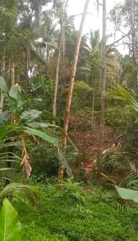 Kavling Siap Bangun Di Green Palma Residence Cluster Palma Wood Tigaraksa