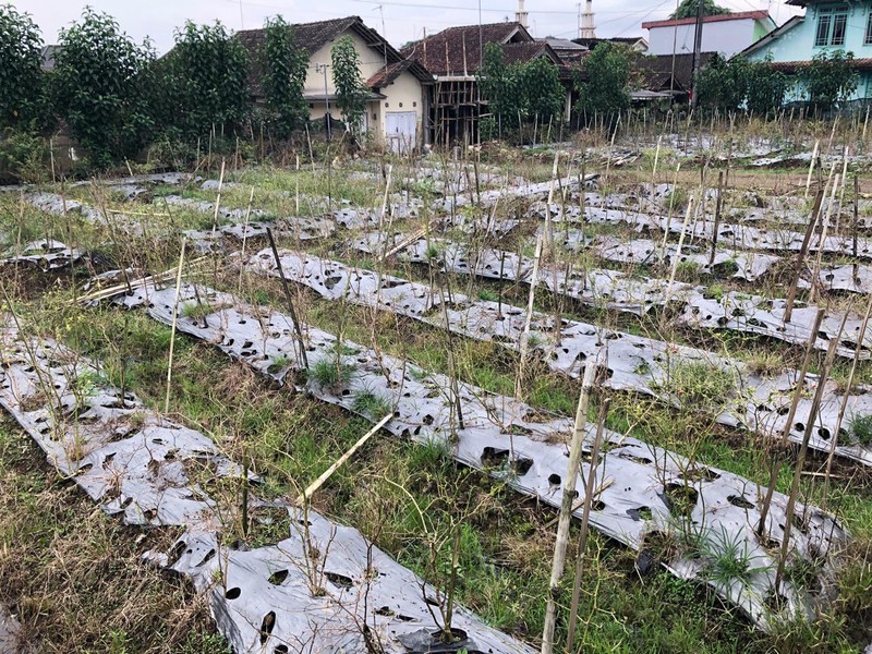 Tanah Strategis & Asri Dekat 50 meter Dari Jalan Raya, Medari, Ngadirejo, Temanggung