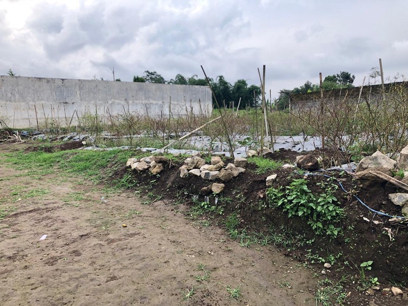 Tanah Strategis & Asri Dekat 50 meter Dari Jalan Raya, Medari, Ngadirejo, Temanggung