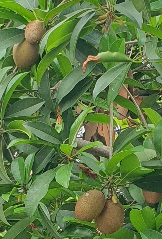 Dijual Rumah Hoek Sejuk & Asri di Gading Kirana Timur, Kelapa Gading