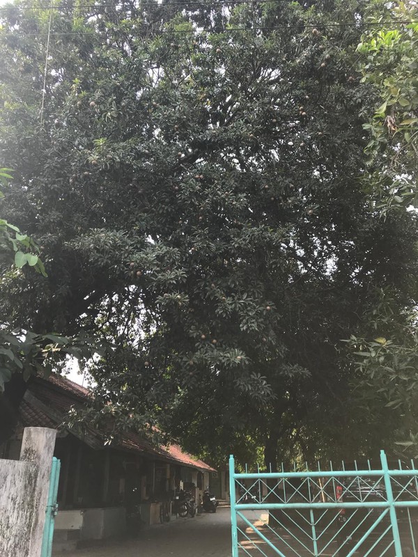 Tanah Bonus Bangunan Kost Lokasi Premium Dekat Kawasan Bisnis Jl Brigjen Katamso _ Yogyakarta 