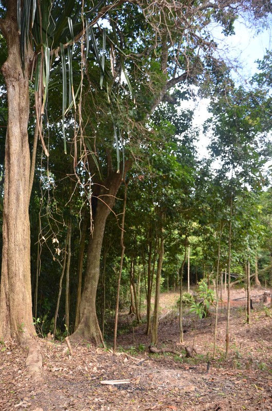 Tanah Bagus dijual dekat lokasi Pantai Laskar Pelangi